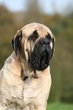 MASTIFF 334